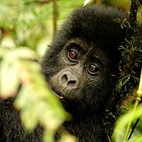 Nahaufnahme eines Gorilla Babys in Uganda
