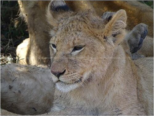 Junger Löwe in Kenia