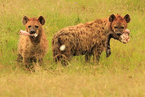 Hyänen in Tansania