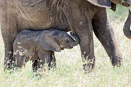Elefant mit Nachwuchs im Tarangire Nationalpark in Tansania