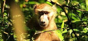 Affe sitzt im grünen Blätterdach und blickt in die Kamera