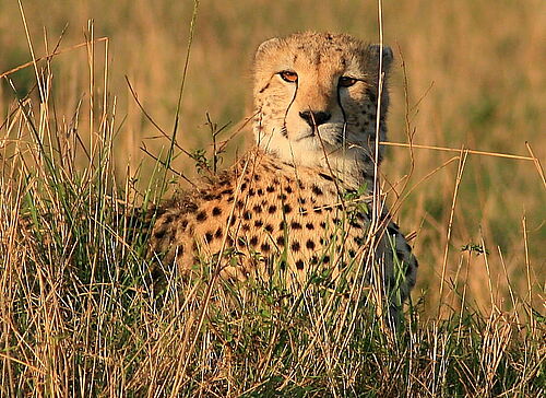 Gepard im Tsavo Nationalpark in Kenia