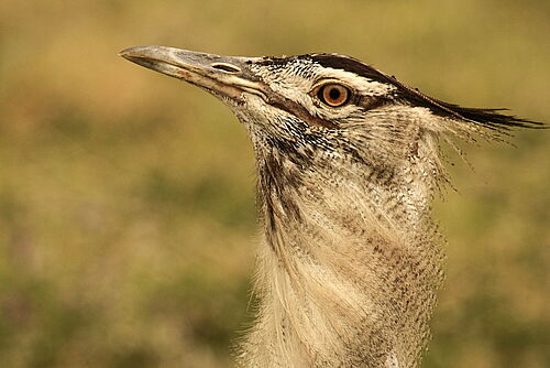 Vogelwelt im Mikumi Nationalpark in Tansania