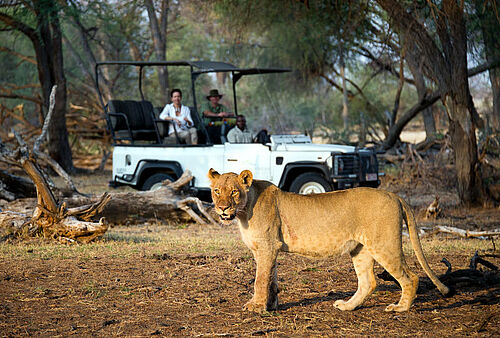 Eine Löwin steht vor einem Safari- Fahrzeug