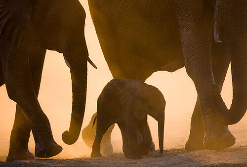 Baby-Elefant zwischen zwei großen Elefanten