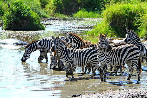 Tansania, Safari, Familien, Familiensafari, Tarangire, Zebras