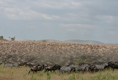 Lamai Serengeti Camp in der Nord Serengeti
