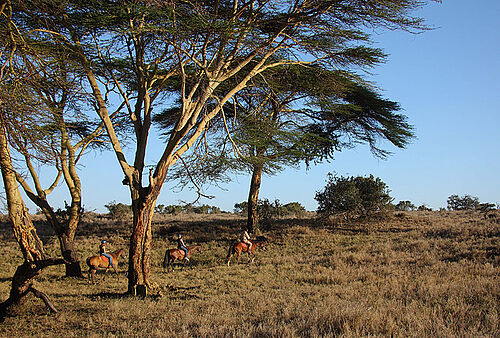 Lewa Safari Camp in Nordkenia