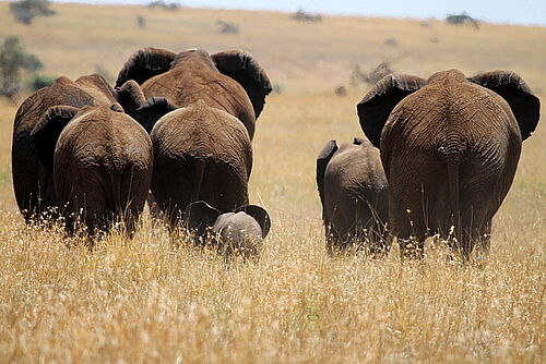 Komfort, Flugsafari, Safari, Kenia, Amboseli, Amboseli Nationalpark, Elefanten