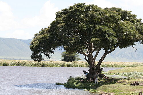 Herrliche Landschaft mit Baum am Gewässer in Tansania