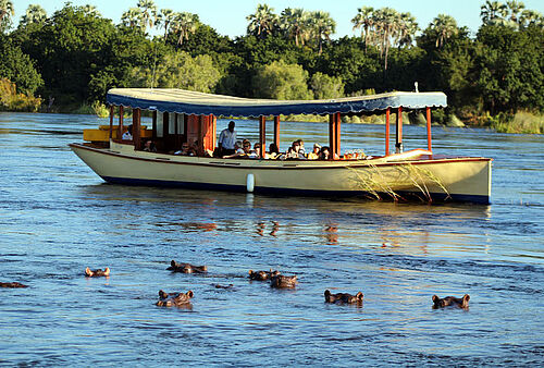 Menschen auf einem Boots betrachten Nilpferde auf dem Zambezi River