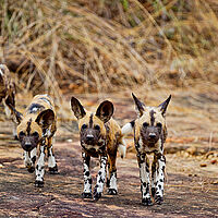 Fünf afrikanische Wildhunde in Tansania