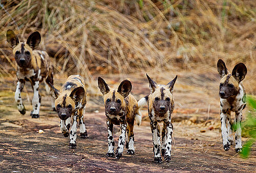 Fünf afrikanische Wildhunde in Tansania
