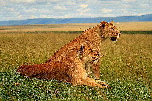 Kenia, Romantik, Honeymoon, Safari, Löwen