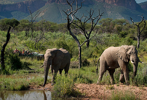 Im Busch sind zwei Elefanten entlang der Gardenroute zu sehen. Ein Elefant beginnt grade an einem Wasserloch seinen durst zu stillen. Im Hintergrund, leicht versteckt, ist ein getarnter Safari-Jeep zu sehen.