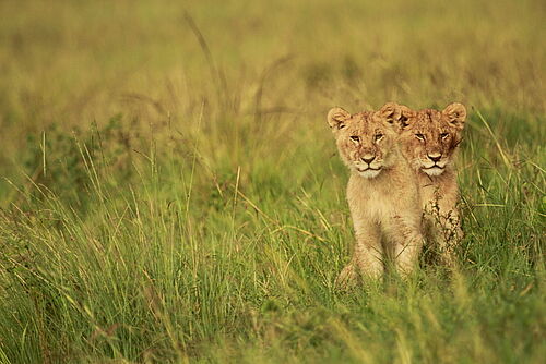 Komfort, Flugsafari, Safari, Kenia, Amboseli, Amboseli Nationalpark, Löwen, Löwenkinder