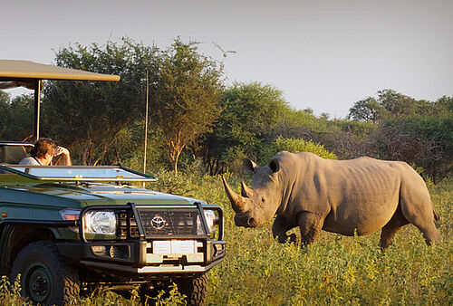 Ein Nashorn steht hinter einem Safari Jeep im Madikwe Reservat.