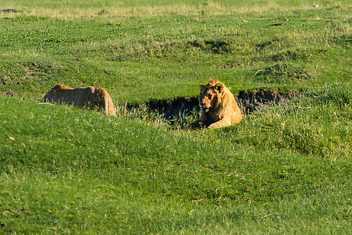 Löwen im Ngorongoro Krater in Tansania