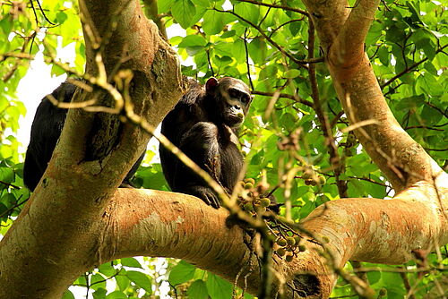 Schimpanse sitzt auf einem Baum im Kibale Forest Nationalpark in Uganda
