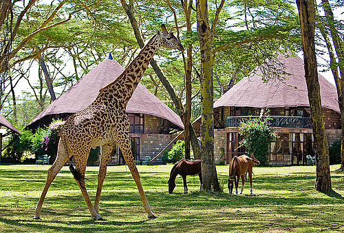 Giraffe vor der Lake Naivasha Sopa Lodge in Kenia