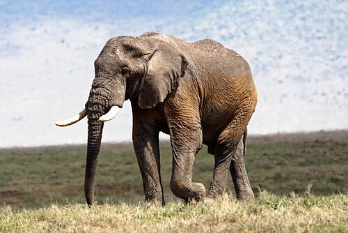 Elefant im Ngorongoro Krater in Tansania
