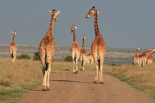 Familiensafari, Familien, Safari, Kenia, Masai Mara, Giraffen