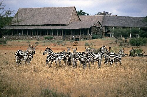 Zebras vor der Kilaguni Serena Lodge im Tsavo West Nationalpark in Kenia