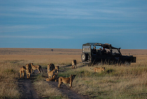 Safari Aktivitäten im Governors Camp in der Masai Mara in Kenia