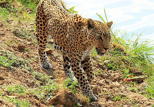 Ein Leopard