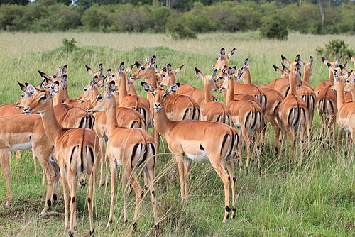 Komfort, Flugsafari, Safari, Kenia, Masai Mara, Antilopen, Impalas