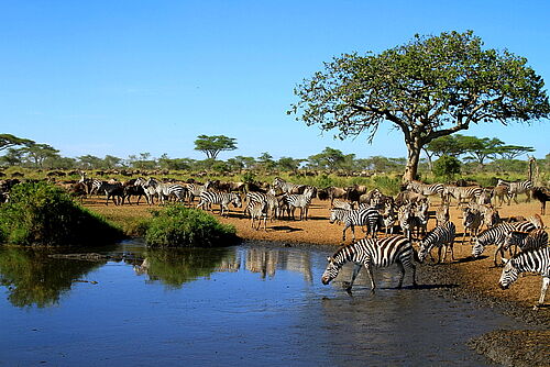Zebras kommen zum Trinken an ein Wasserloch in der Serenegeti in Tansania