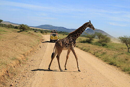 Gruppensafari, Privatsafari, Safari, Tansania, Serengeti, Giraffe