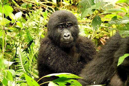 Uganda, Flugsafari, Bwindi, Gorillas hautnah, Gorillas, Gorilla