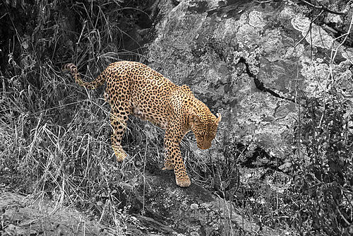 Leopard gesichtet bei der Deluxe Safari in Tansania