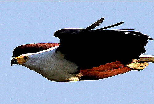 Fliegender Adler in Botswana