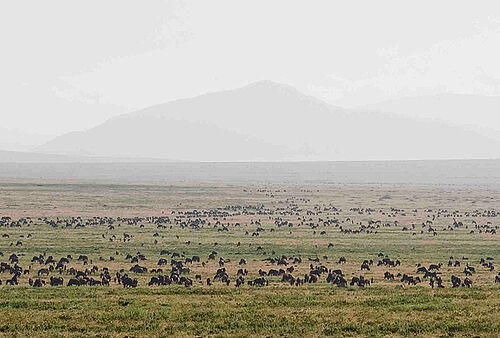 Kati Kati Migration Camp in der Serengeti