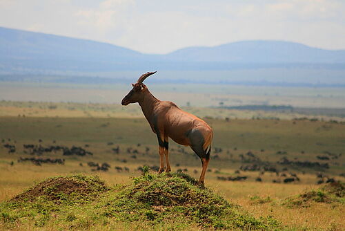Antilope auf Hügel mit Blick über Kenias wunderschöne Landschaft