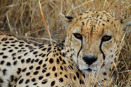 Gruppensafari, Privatsafari, Safari, Tansania, Serengeti, Gepard
