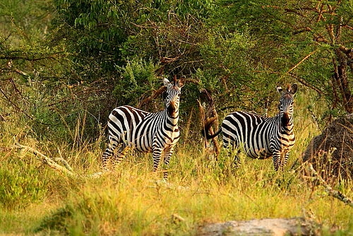 Uganda at a Glance, Uganda, Safari, Lake Mburo, Zebras