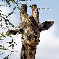 Giraffe im Tarangire Nationalpark in Tansania