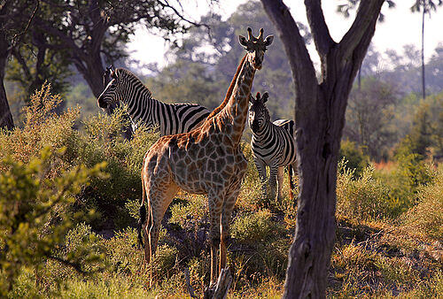 Im Vordergrund steht eine Giraffe. Leicht versteckt dahinter stehen zwei Zebras.