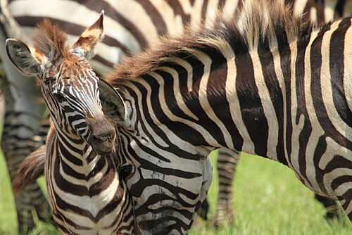 Familiensafari, Familien, Safari, Kenia, Lake Naivasha, Zebras