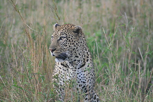Elewana Safari, Safari, Tansania, Serengeti, Leopard