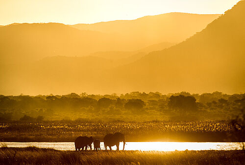 Elefanten vor einem See mit Bergen im Hintergrund bei golden glänzendem Licht