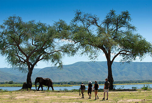 Eine Gruppe nähert sich einem Elefanten unter zwei Bäumen vor dem Zambezi River