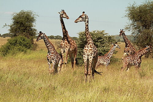 eine Gruppe Giraffen in der unberührten Natur Tansanias