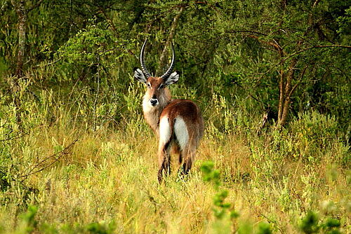 Uganda at a Glance, Uganda, Safari, Antilope