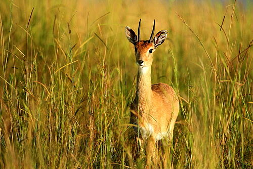 Uganda Intensiv, Uganda, Safari, Queen Elizabeth Nationalpark, Antilope