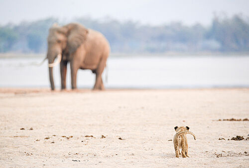 Ein Löwenbaby geht in Richtung eines Elefanten