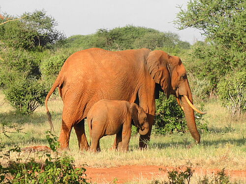 Elefanten Mutter mit Kind